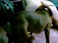 Big ass amateur beastiality lover got banged by dog